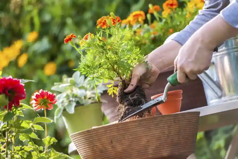 How long does mulch last in Everett, WA 