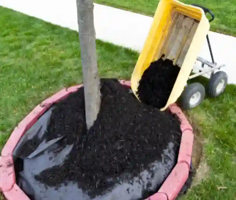 Reliable Mulching Service in Everett, WA
